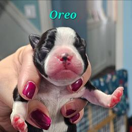 Oreo - Black and white male Boston Terrier puppy in Columbus, Ohio from Bryn's AKC Bostons