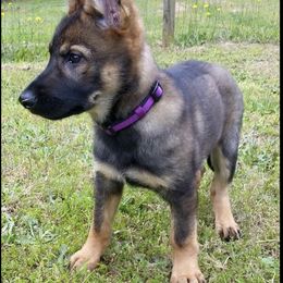 German Shepherd Puppies from LaVere Shepherds