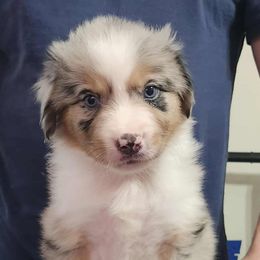 Red Collar Boy - Blue merle male Miniature American Shepherd puppy in Norfolk, Virginia from Givadem
