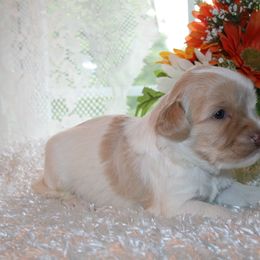 Australian Labradoodle Puppies from Windsor Creek Labradoodles