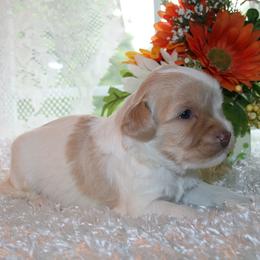 Australian Labradoodle Puppies from Windsor Creek Labradoodles