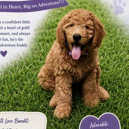 Bandit - Red  male Goldendoodle puppy in Greer, South Carolina from South Paw Doodles