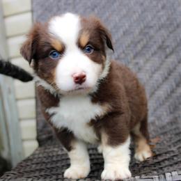 Lucky - Red tri male Miniature Australian Shepherd puppy in Foxworth, Mississippi from Ten Mile Aussies