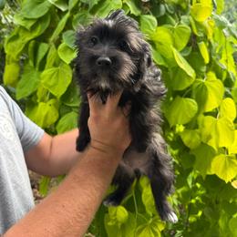 Lucy - Black female Yorkipoo puppy in Henderson, North Carolina from Dorans Danes and Doodles