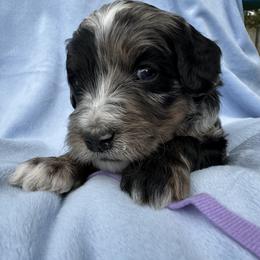 Lavender Bernedoodle - Merle female Bernedoodle puppy in Cody, Wyoming from Yellowstone Breeders