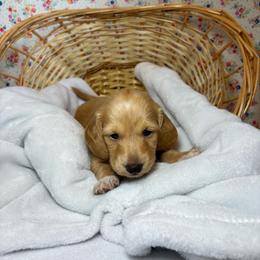 Duke - Cream male Dachshund puppy in Mountain Grove, Missouri from Happy Hounds