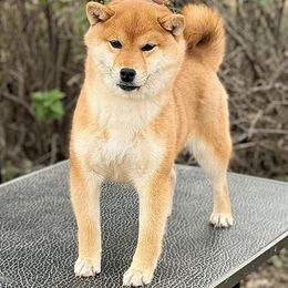 Lacey - Red female Shiba Inu puppy in Trenton, Nebraska from Prairie Shibas