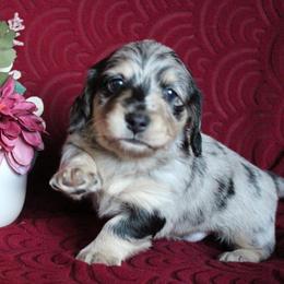 Clark - Dapple male Dachshund puppy in Pace, Florida from Shoebox Doxie’s
