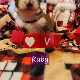 Ruby - Panda female German Shepherd puppy in Los Lunas, New Mexico from Mali's German Shepherds LLC