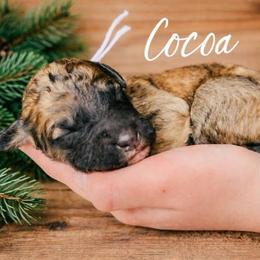 Cocoa - Wheaten female Whoodle puppy in Knoxville, Tennessee from Fleury Farm Doodles TN
