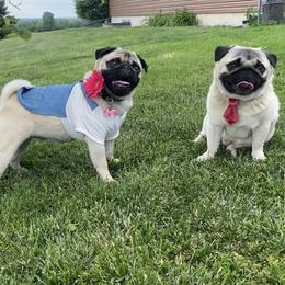 Pug puppies from Cameo's Pugs