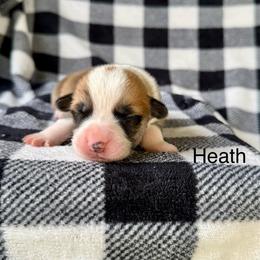 Heath - Red male Pembroke Welsh Corgi puppy in Waverly, Iowa from Kindred Corgis
