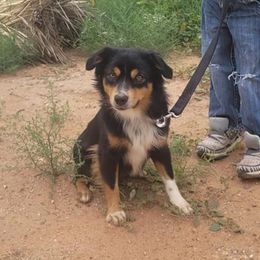 Genesis - Toy Australian Shepherd
