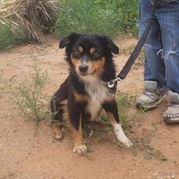 Genesis - Toy Australian Shepherd