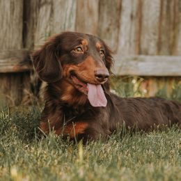 Knox - Dachshund