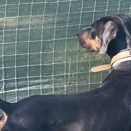 Catahoula Leopard Dogs from Compass Rose Catahoulas