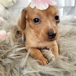 Sam - Red female Dachshund puppy in Aiken, South Carolina from Ming's Mongols