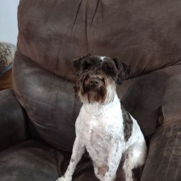 Dolly - Miniature Schnauzer