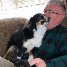 Miniature Australian Shepherd Puppies from Warren’s Colorado Mini Aussies