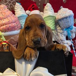 Ruth - Brown black and white female Basset Hound puppy in Big Rapids, Michigan from Basket Hound Bassets