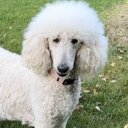 Poodles from Wychygreene Farm