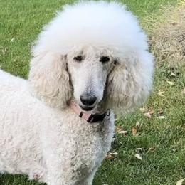 Poodles from Wychygreene Farm
