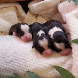 Miniature Australian Shepherd Puppies from Barnyard Mini Aussies