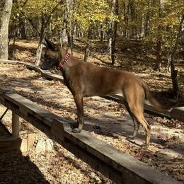Lana - Belgian Malinois