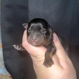 Black tri female 1 - Black tri female Miniature Australian Shepherd puppy in Liberty, Mississippi from Liberty Oaks Aussies and Dachshunds