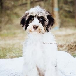 Grey collar - Merle male Cockapoo puppy in Missoula, Montana from Big Sky Cockapoos