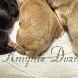 Dachshund puppies from 2 Knights Doxies