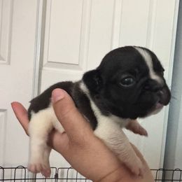 Girl 3 - Black and white female French Bulldog puppy in City Of Industry, California from Cert. Frenchies