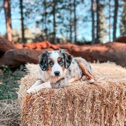 Indi - Blue merle female Miniature Australian Shepherd puppy in Shingletown, California from Whiskeytown Aussies