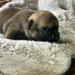 Griz - Fawn male French Bulldog puppy in Billings, Montana from Yellowstone Frenchies