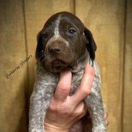 Baylee - Liver roan female German Shorthaired Pointer puppy in Virginia from P3 Kennel