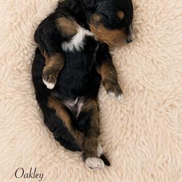 Oakley - Phantom male Bernedoodle puppy in Thornville, Ohio from Four Front Doodles & Friends