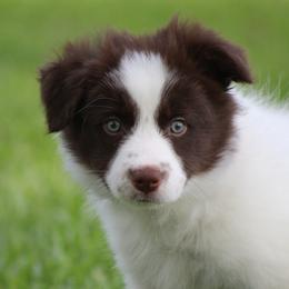Jax - Red male Border Collie puppy in Tylertown, Mississippi from Cool Meadow Farms