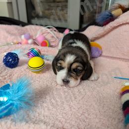 Black - Black tan and white female Beagle puppy in Vallejo, California from Tailwindfarm