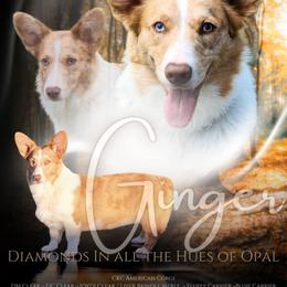 Ginger - American Corgi