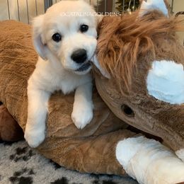 Golden Retriever Puppies from “Catalina Goldens” European Pedigree Companions