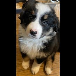 Leia - Full Tail - Black tri-color female Australian Shepherd puppy in Albany, Georgia from Muckalee Lane Aussies