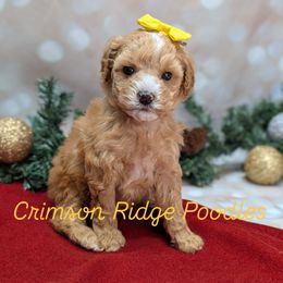 Star Yellow Girl - Apricot female Poodle puppy in St George, Utah from Crimson Ridge Poodles