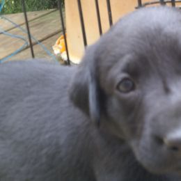 Girl 3 - Black Labrador Retriever puppy in Hilliards, Pennsylvania from Del-Star Kennels