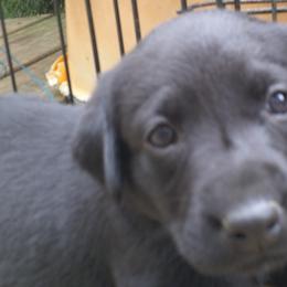 Girl 3 - Black Labrador Retriever puppy in Hilliards, Pennsylvania from Del-Star Kennels