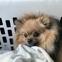 Zini - Pomeranian