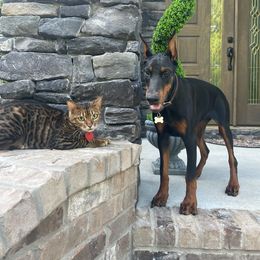 Doberman Pinscher All Grown Up from Rebecca Dollhopf's Doberman Pinschers