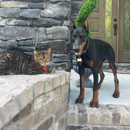 Doberman Pinscher All Grown Up from Rebecca Dollhopf's Doberman Pinschers