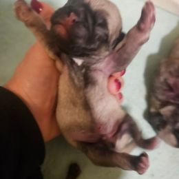 Boy 1 - Fawn male Pug puppy in Canterbury, Connecticut from Pug Palace Kennel