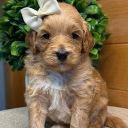 H-Pink Girl - Red  female Goldendoodle puppy in Lewisville, Texas from Texas Goldendoodle Lovers