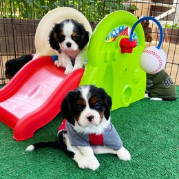 Cavalier King Charles Spaniel Puppies from Adorable Cavaliers of Southern California